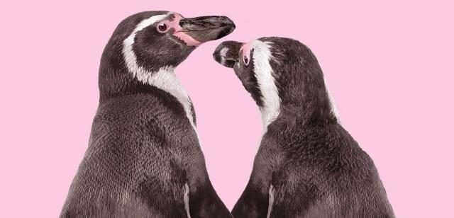 Roze Filmdagen – The Best of Gay and Lesbian Cinema