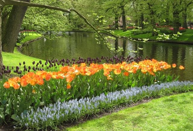 Flower Power: A Guide to the Netherlands’ Celebrated Floral Attractions