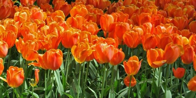 Tulip Festival Events